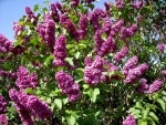 Le lilas en fleurs...