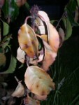 Prunus lusitanica malade 2.jpg