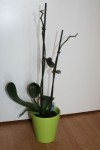 orchidée
