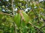 pourriez vous me dire ce qu'est cet arbre. il a poussé tout seul dans le jardin. je n'en vois pas d'autre aux alentours. cette année il fait près de 3 m de haut. merci pour votre réponse.