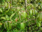 DSC00264.JPG