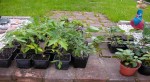 plantes du cercle horticole