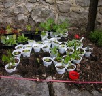 mes semis, plante en attente de plantation