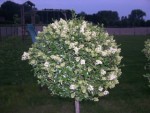 Buxus sain.jpg