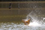 poisson-1.jpg