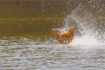 poisson-21.jpg