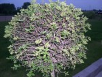 Buxus malade.jpg