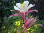 DSCN0913.JPG