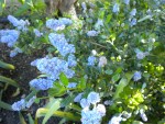 DSCN0915.JPG