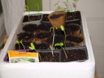 mes semis de melon au 22 mai 2008