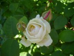 DSC01921.JPG