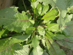 mauvaise herbe1.gif
