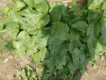 herbe2.gif