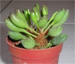 crassula.jpg