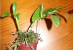 Dendrobium Stardust.jpg