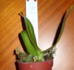Phal florensis.jpg