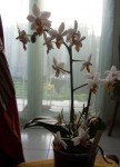 Phal Mini Mark.jpg