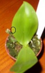 Phal florensis tache.jpg