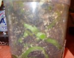 Phal Mini Mark pot.jpg