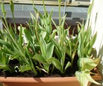 Le reste des tulipes de ce printemps. Je reste impressionné par la robustesse des feuilles.