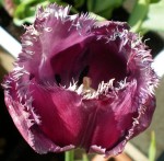 La dernière tulipe de la saison, toujours égale à elle-même. Quelqu'un connaît le nom de cette variété ?