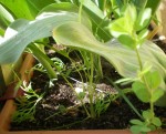 La vie fait son chemin : dans une de mes 3 jardinières où je n'ai planté que des tulipes, voilà qu'une ou 2 autres espèces ont élu domicile.