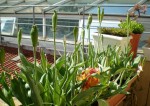Ici aussi il reste une tulipe un peu flétrie, mais vivante.