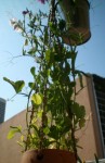 Mes Pois de Senteur s'accrochent à la vie et aux liannes en osier, dans leur petit pot d'argile suspendu en plein soleil.