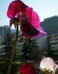 Voici une des 3 fleurs de mes Pois de Senteurs.