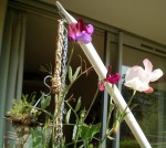 Les 3 fleurs nées de mes Pois de Senteurs.