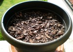 On ne rigole pas ! J'ai appelé ce pot le pot &quot;New Age&quot;. J'y ai planté en lignes, en poquets et à la volée 8 variétés : Agastache Fragrant Mixed, Ancolie Magpie, Digitale Candy Mountain, Lupin Band of Nobles en mélange, Oeillets Russian Skies, Pavot d'Orient Coral Pink, Rose Trémière Fiesta Time, et Viola Brush Strokes.