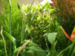 Ici nous somme dans mon grand pot blanc carré posé sur le sol, qui contient 3 sortes d'arbustes, et le feuillage d'une dizaine de tulipes qui ont tiré leur révérence pour ne laisser que du vert. Ce mélange de verts me fait rêver, j'aimerais devenir tout petit et me promener dans ce pot... pas vous ?