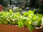 Un exemple qui me fait rêver : la vie jette en l'air une de ses tiges pour se lancer à l'assaut du soleil et certainement pour sortir de cette masse touffue, étouffante et massive de feuillages. Étonnant !