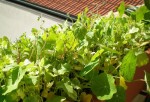 Une masse informe, riche, diverse, sauvage, incompréhensible, de plantes semées à la volée. La vie fera le reste.