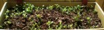 Voici un de mes essais : une jardinière censée n'être que bleue. J'y ai planté 22 sortes de vivaces et d'annuelles, dont de l'Alysse, de l'Aster, de la Bourrache, de la Centaurée, du Brachycome, de l'Echinops Ritro Chardon, du Lin, de la Lavande Hidcote Naine, des Nigelles, des Pieds d'Alouette...