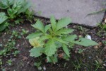plante 3