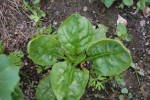 plante 2