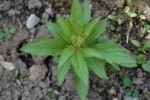 plante 1