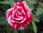 DSCN0945.JPG