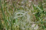 herbe duveteuse.jpg