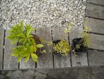 plants.JPG