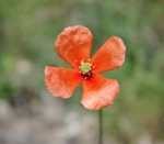 fleur 2.jpg