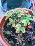 fraises1.jpg