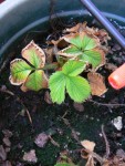 fraises2.jpg