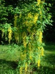 ask-DSC06310.JPG