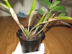 Dendrobium Miva Abracadabra