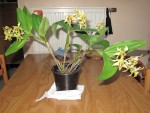 Dendrobium Miva Abracadabra
