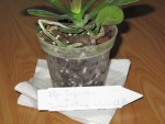 Doritaenopsis Miva Aurore Leroy