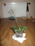 Doritaenopsis Miva Aurore Leroy