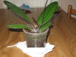 Phalaenopsis Hisa Shiobara x Concorde
